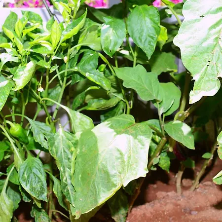 Séjour chez l'habitant Neruda Kalkan